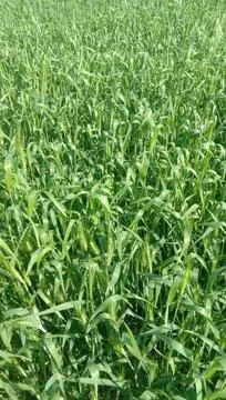 The green crop view of the wheat 库存照片