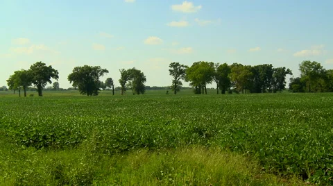 Green crop in the wind Stock Footage 54736930