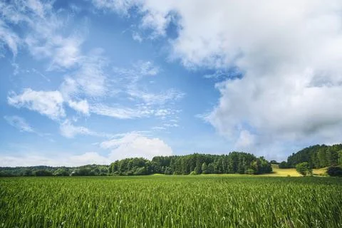 Green crops on afield in the summer under a beautiful light blue sky Stock Photos