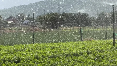 Green crops are irrigated continuously as water rises from sprinklers and falls Stock Footage 327793583