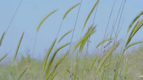Green crops feild and calm breeze Stock Footage 139742373