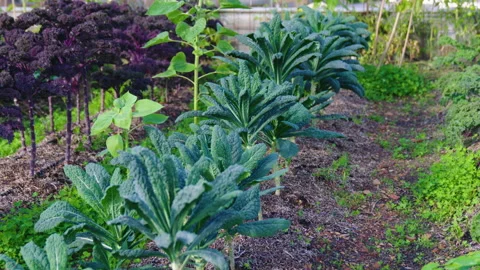 Green Crops In A Field Stock Footage 221876630