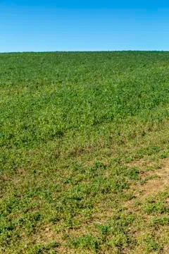 Green crops in a field Stock Photos