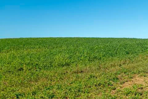 Green crops in a field Stock Photos