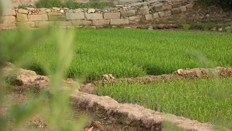 Green crops grown in the rural fields in Sichuan, China Stockbeeldmateriaal 87761904