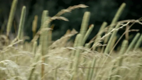 Green crops moving in the sunset Stock Footage 135419312
