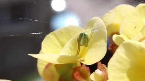 Green cross spider on the net over the yellow flower Stock Footage 135149197