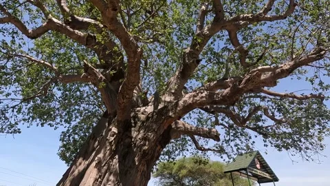 Green crown of a large African tree Babobab. Amazing nature of Africa Stock Footage 169910935
