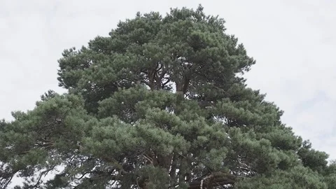 Green crown of a tree against the background of a gray autumn sky Stock Footage 306145961