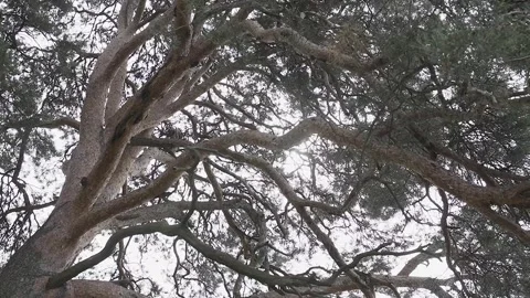 The green crown of a tree against the background of a gray autumn sky. the rays Stock Footage 306145986