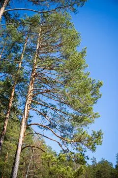 Green crown trees view from below into the sky. Green crown of trees against Stock Photos