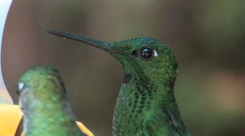 Green-crowned Brilliant EECU head, stickpin 스톡 동영상 22937536