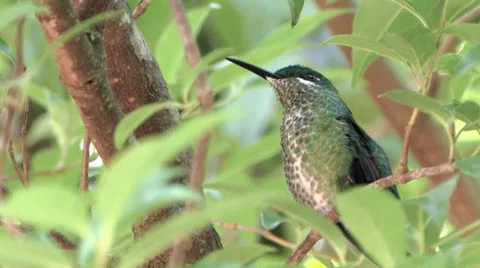 Green-crowned Brilliant poses in foliage to her best advantage 2 ECU 스톡 동영상 22937341