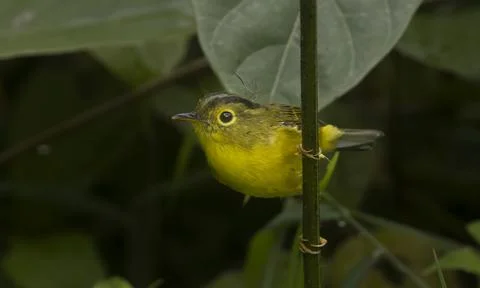 Green-crowned Warbler Stock Photos
