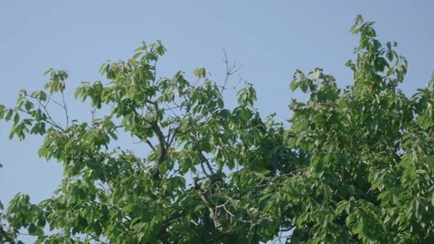 Green crowns and branches of deciduous tree against blue sky Stock Footage 343541494