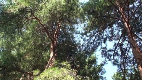 Green crowns of pine trees against the sky Stock Footage 81775445