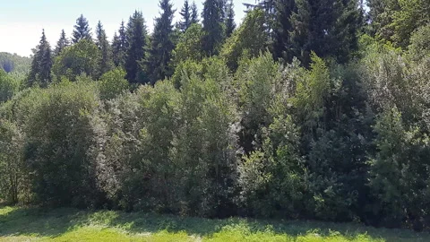 The green crowns of the trees create a solid wall of thickets Stock Footage 293435428