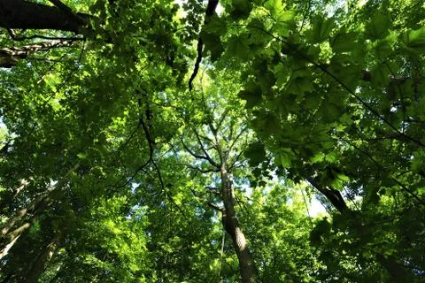 Green crowns of trees in the forest, view from below Stock Photos