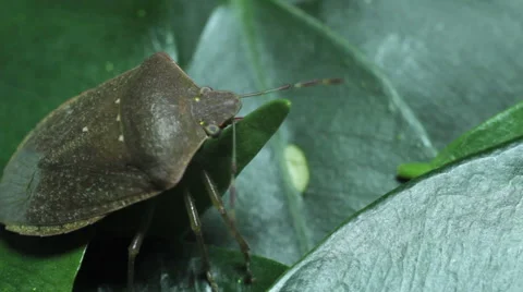 Green crum on leaves Vidéo 56188092