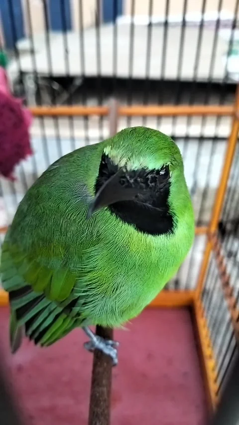 Green cucak bird Stock Footage 242592390