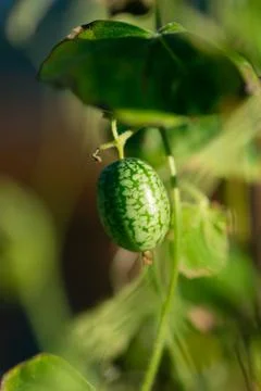 Green Cucamelon Stock Photos