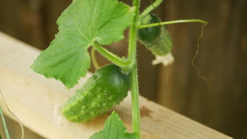 Green cucumber on a branch Stock Footage 160818199