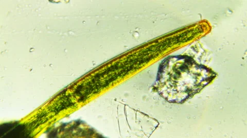 Green Cucumber Cell in Cytoplasm Stock-Footage 65023944
