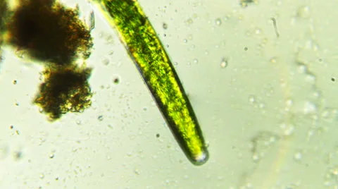 Green Cucumber Cell in Cytoplasm (Vertical) Stock-Footage 65023933