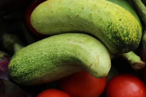 Green cucumber display with selective focus and fresh various raw organic vegeta Stock Photos