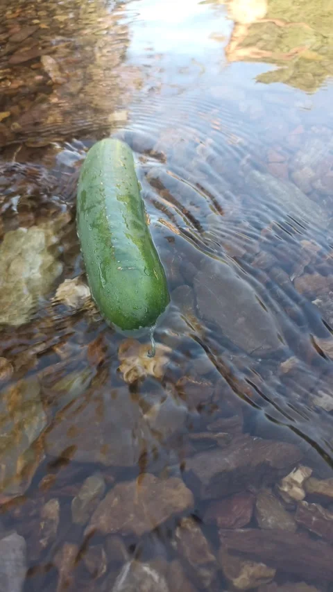 Green Cucumber Floating in Clear River Water Stock Footage 338362119