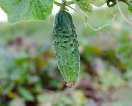 Green cucumber fruit Stock Photos