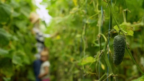 A green cucumber grows and ripens in the foreground. Stock Footage 278001672