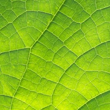 Green Cucumber Leaf Texture. Back Lighting Stock Photos