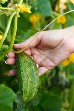 Green cucumber Stock Photos