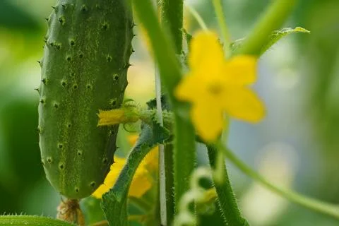 Green cucumber Stock Photos
