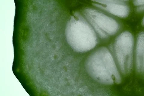 Green Cucumber Slice Macro Texture Stock Photos