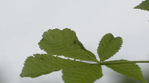 Green Cucumber Spider on Leaf Underside Vídeos de archivo 334868574