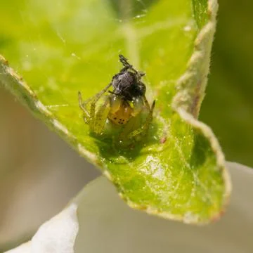 Green Cucumber spider 스톡 사진