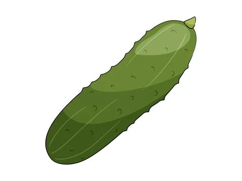 Green cucumber vector illustration isolated on white background. Stock Illustration