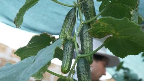 Green cucumber vegetables hang on a stem among the leaves. Home garden. A Video stock 253802441