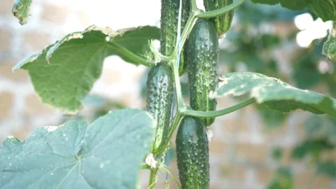 Green cucumber vegetables hang on a stem among the leaves. Home garden Stock Footage 253802730