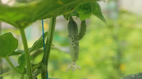 Green cucumber vegetation  Stock Footage 45573004