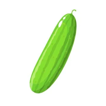 A green cucumber on white Background Stock Illustration