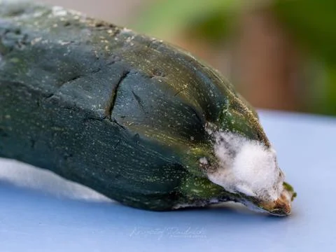 Green cucumber with white mold, perishable food Stock Photos
