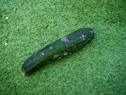 Green cucumber with white mold, perishable food Stock-Fotos