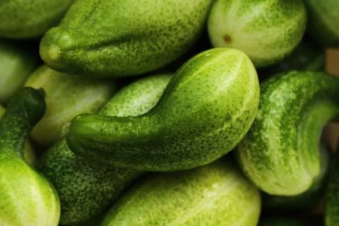 Green cucumbers, background Stock Photos