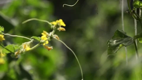 Green cucumbers Stock Footage 265071440