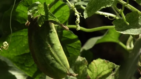 Green cucumbers Stock Footage 265071443