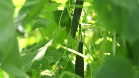 Green cucumbers Stock Footage 265072029