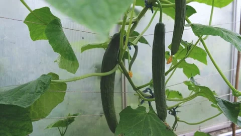 Green cucumbers in the greenhouse Stock Footage 163680459